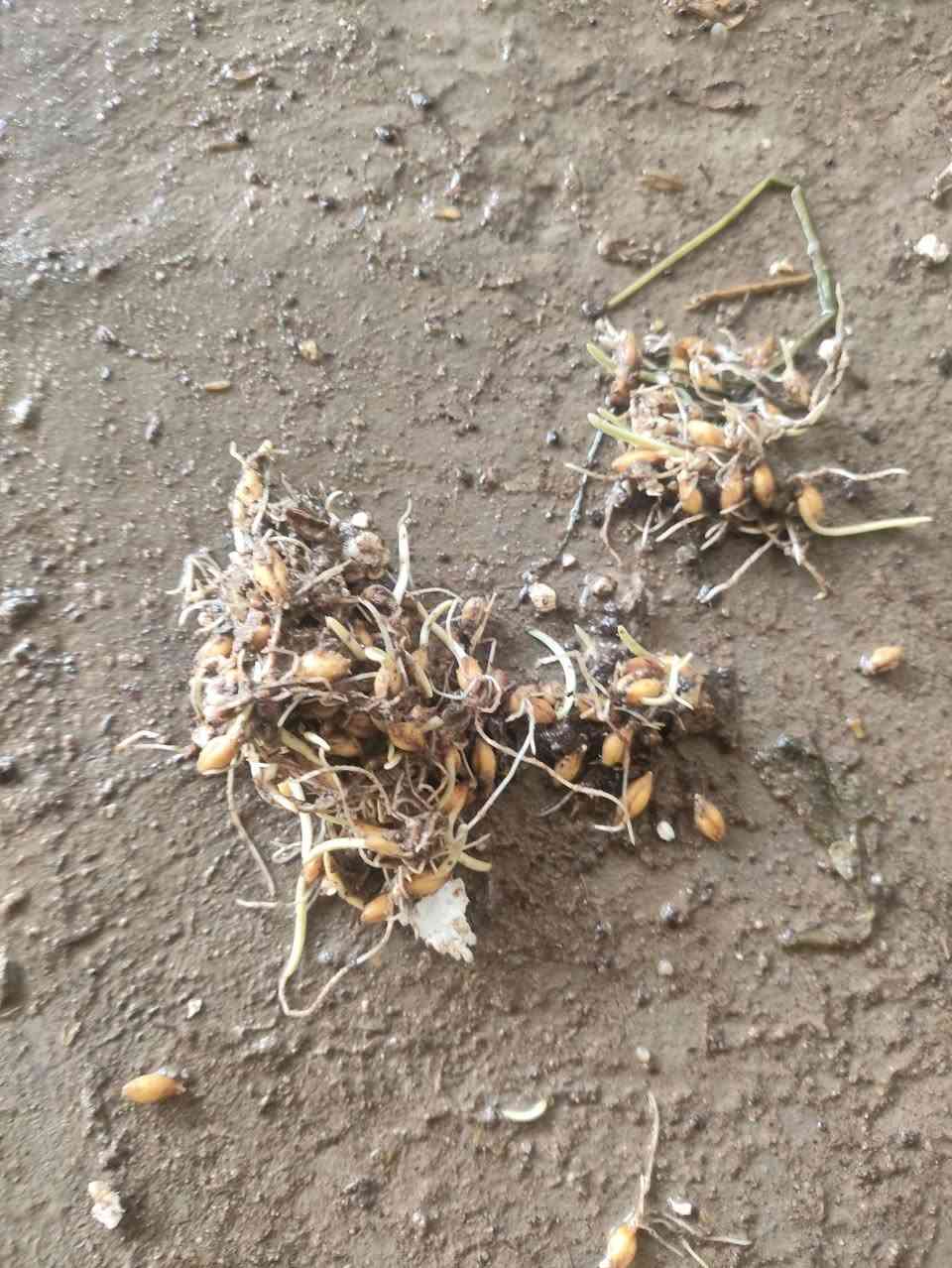 حنطه عربيه • ايباء 99 • خاليه شوائب