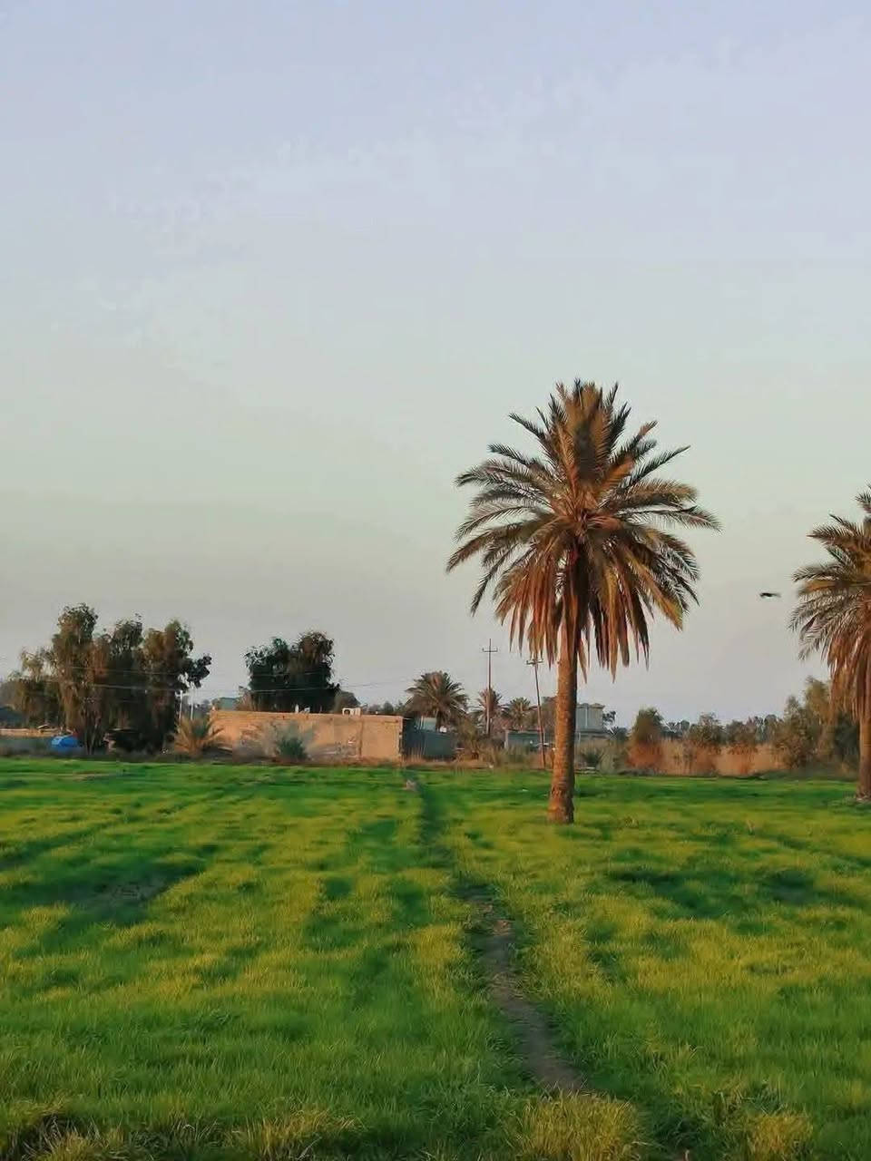 🔶الك فرصه ذهبيه تكدر تمتلك دونم واحد تكدر تسويها مزرعه عائلتك وتستثمر إيجار يومي 💸 
🔹 سعر الدونم الواحد 24وبيه مجال 💸 قابل للتفاوض 
💎 نواع سند ملك صرف 📝 
💎 منطقه الشيخ عامر 💎 
💎 التاجي ذراع دجله💎 

 ✅ مساحه 4دونم 📏
✅ ماء 💧 
✅ كهرباء ⚡ 
✅ ملك صرف طابو فلوجة فتح بيان ثاني يوم 📝 
✅ تبعد عن بغداد 20دقيقه 🕝 
✅ واجهه الدونم الواحد 50 50مربع 📏 
✅ المدرسة الثانوية 🏫
✅ مركز صحي 🏥 
✅ تبليط 

📱 الاستفسار اتصل ***********واتساب 
🔹 استاذ مهيمن احمد الاستثمار العقاري 💎
