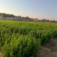 ددونيا • ٧٠٠٠٠ • الموصل سد بادوش