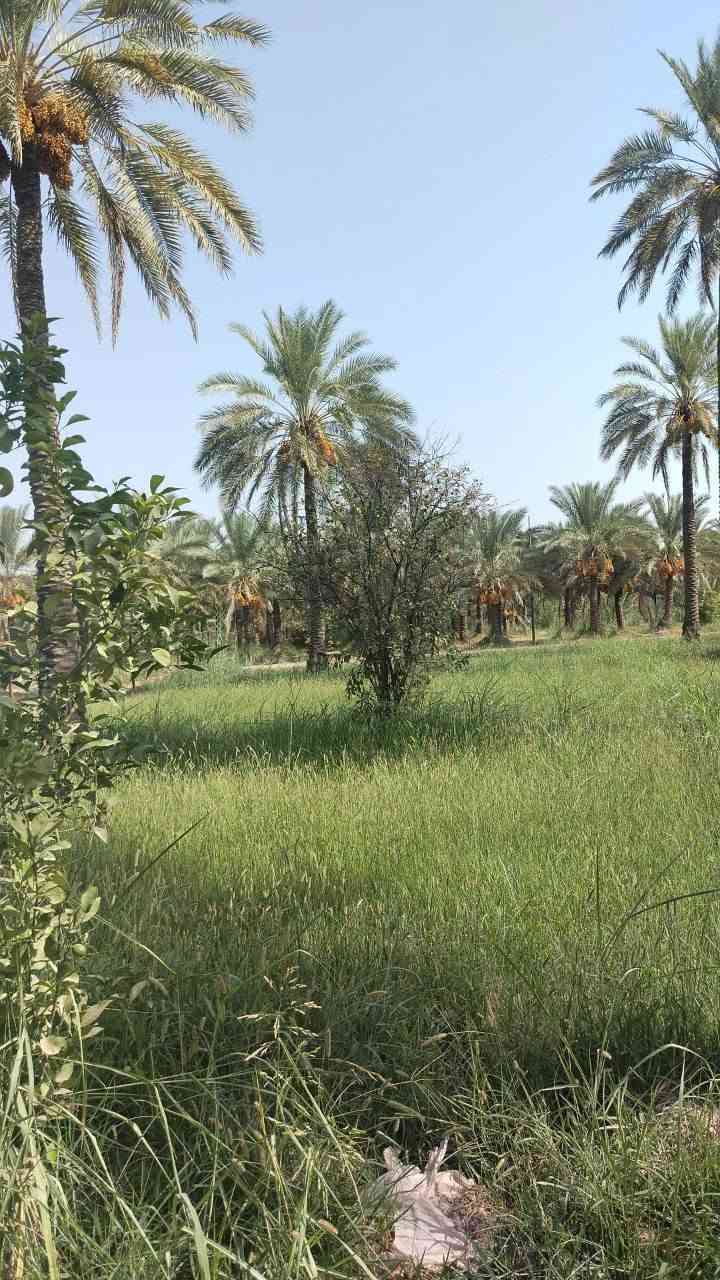 سلام عليكم 
يتوفر ارض للبيع مساحه دونم وربع 
كل شروط متوفره
كهرباء 
ماء اساله
ماي سقي 
موقع صويره 
الاستفسار علق تم 
او اتصال على الرقم ***********
