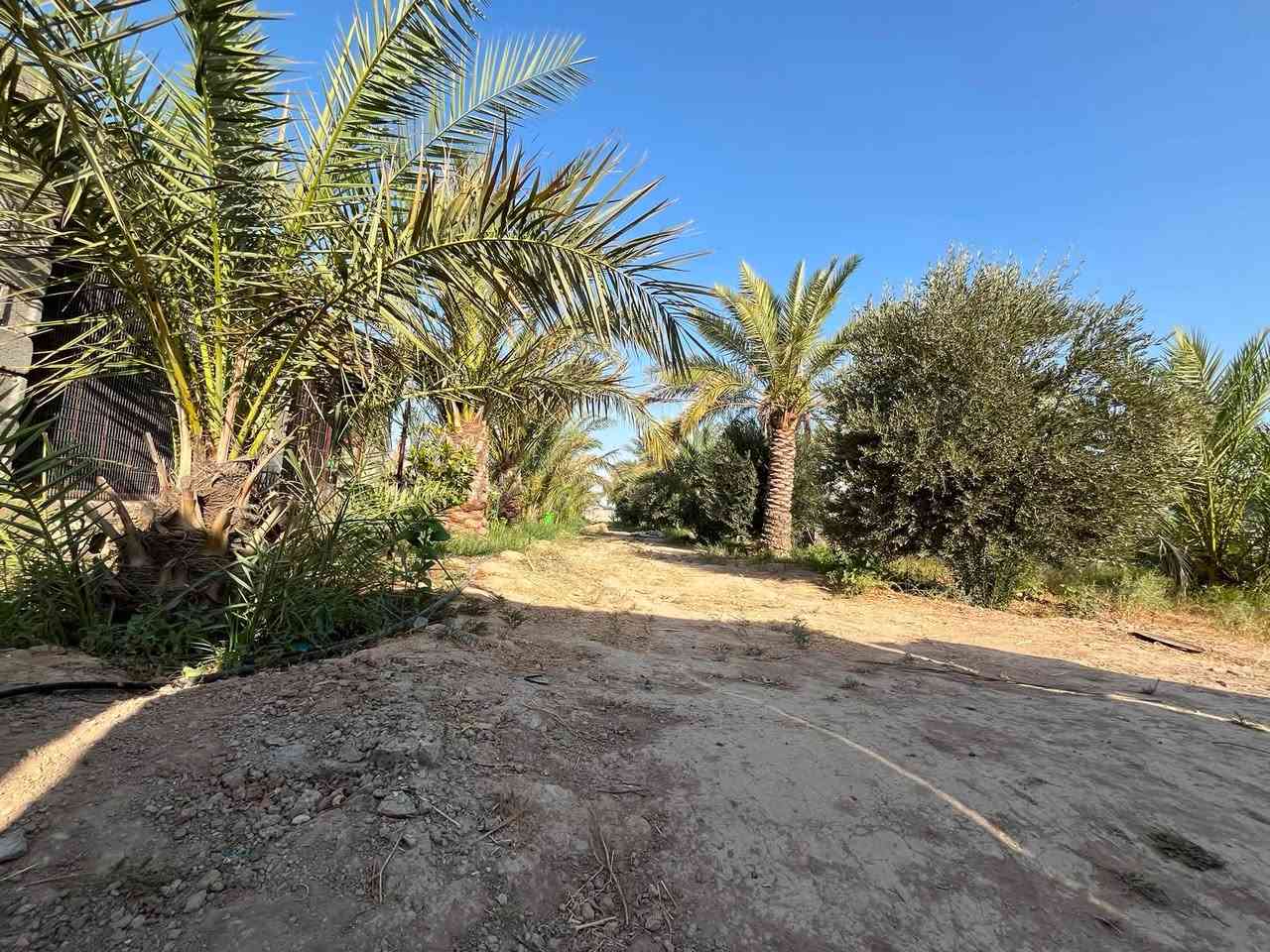 بستان للبـيــــــــــــع. 
بموقع متميز . مع كهرباء وماء 
مساحته : واحد دونم
وبنظام ري ( تقطير ) ممتاز جدا وعالي الكفاءة. 
فيه اكثر من 45 نخلة مختلفة الانواع واشجار مثمرة اخرى 
( تين وزيتون وسدر بانواعه والحمضيات بانواعها )
وحوض كبير مع خزان كبير للمياه. 
*وموقعه وصوره وتفاصيله موضحة مثل ما تشوفون بالبوست* 
__________________ 

هاتف / واتساب ***********
