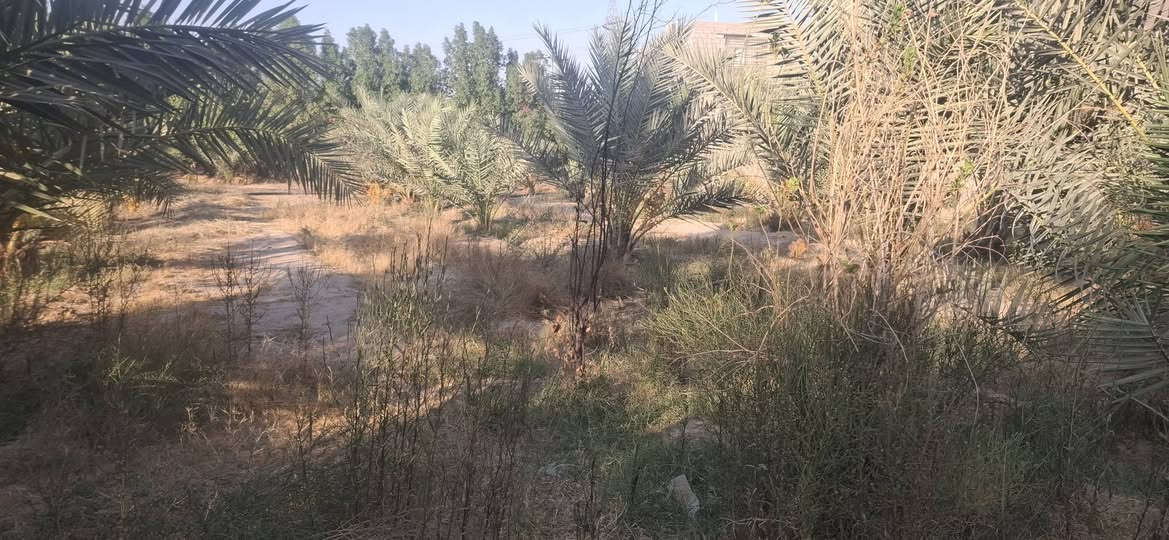 سلام عليكم  دونم عقد ١١٧ واجها ٣٠ متر نزال ٨٠ مع دارين الدار تحتوي ع ستقبال +غرفه مطبخ صحيات داخليه  وخارجيه مع صاله الدارين نفس التصميم بيهم ترك قطع ١٠ متر مع محصار حلال مع 50 نخله حملات /التواصل ***********
