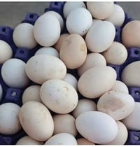 طبقة بيض • دندراوي • فيومي
