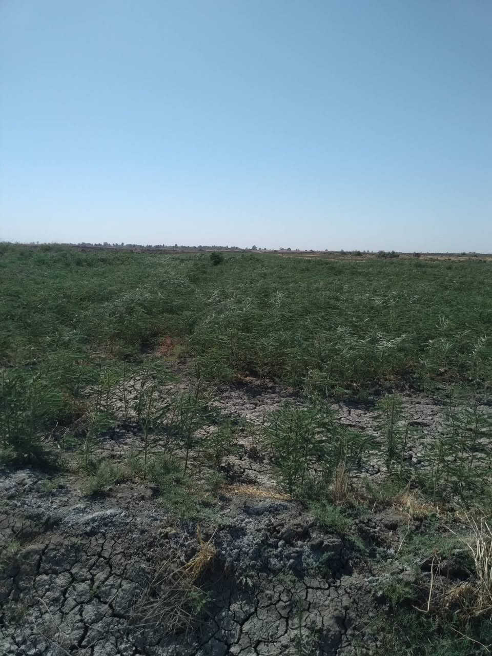 السلام عليكم اخوان اهل الحلال عندي سيسبان للبيع على طريق سيد احمد الرفاعي قريه النهضه على البزل من يرغب بلشراء يتصل على هذا الرقم ***********
