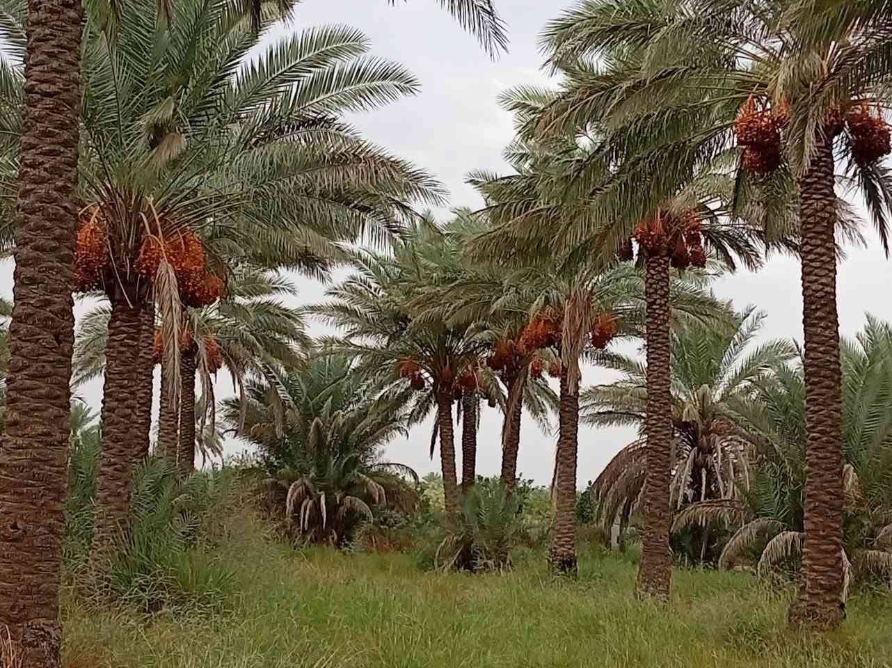 بساتين الازري • ١٧دونم • نخل عمر واحد