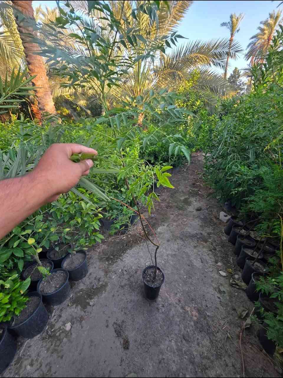 أشجار خارجيه ب انسب لاسعار عروض بلاش 🌳😍🥹
شجره أكاسيا مصري 🌳🥹🌼

جاكندار البنفسجي 🌸
شجره السبحبح 

شجره البيزا 

شجره جهنميً 

ومتسلقي الجهنمي 

كل هاي تلكوهً يم مشتل الدجيل🧑‍🌾😍
لاستفسار ***********

توجد خدمه توصيل 🚚
