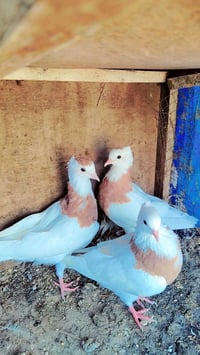 زوجين • طيور • سمره