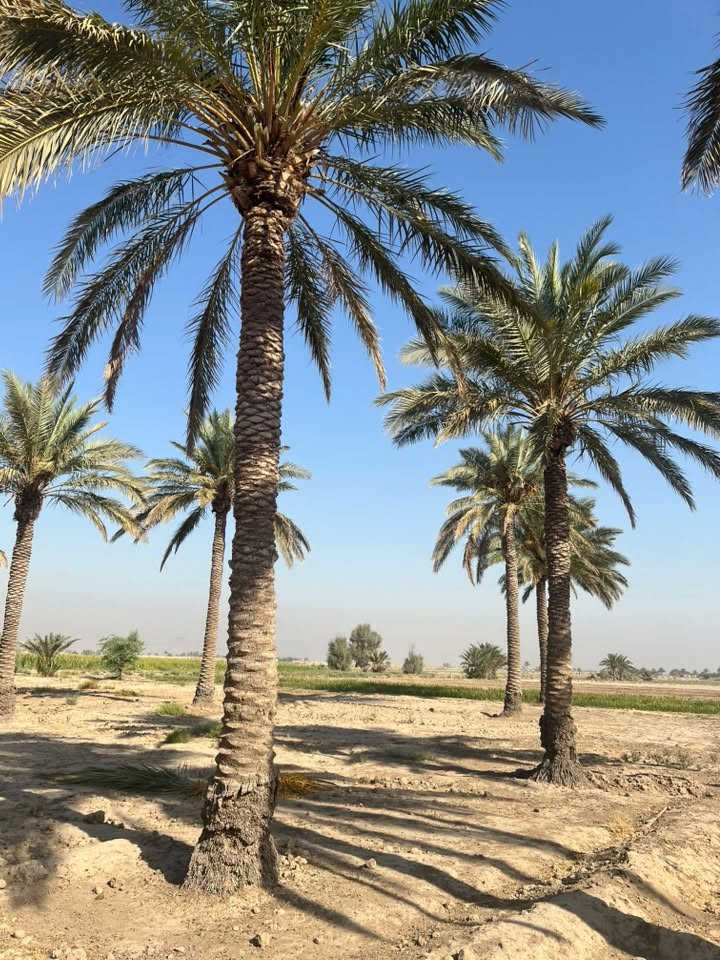 إسلام عليكم متوفر نخل طول من ٤ امتار لحد ٧ امتار للبيع متوفر تقريبا ٣٠ نخله ***********
