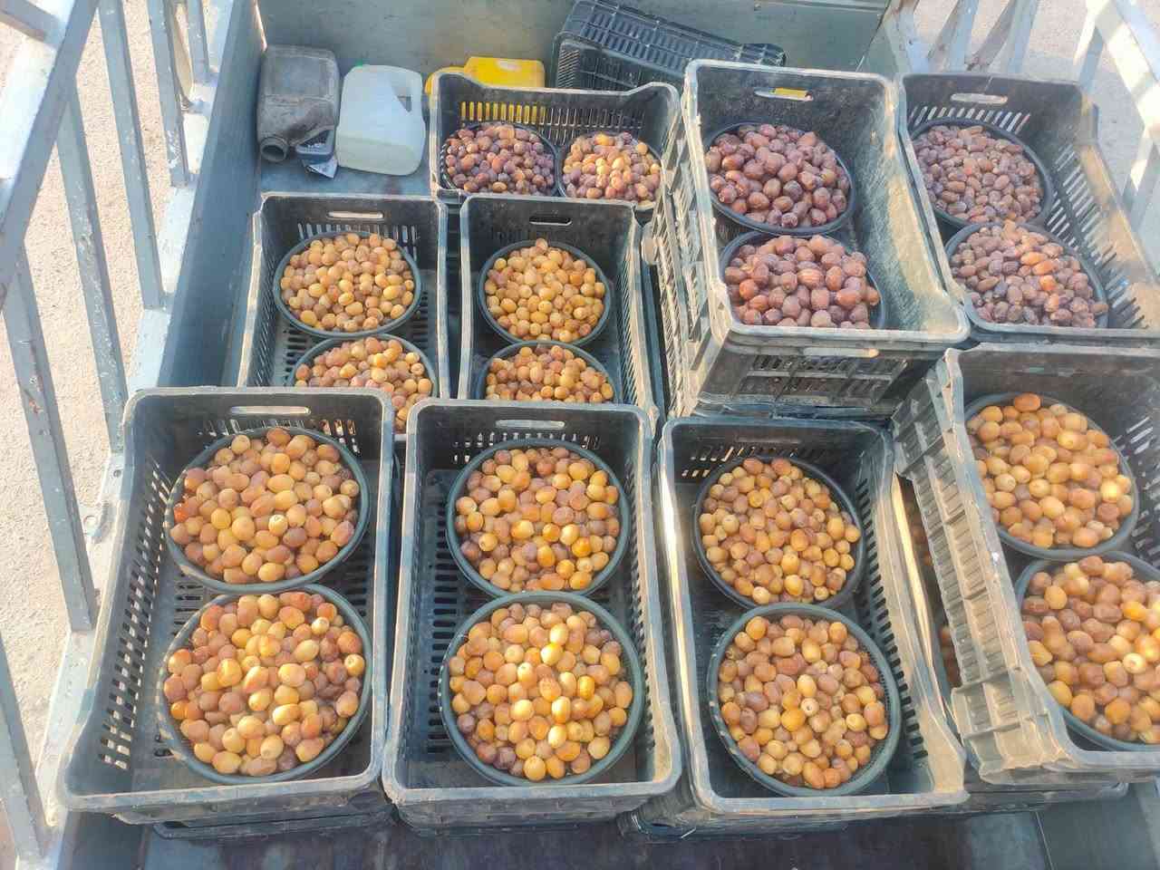 كما عودناكم يخلص حمل نجيب حمل جديد
#تمرنا #البرحي و #والبريم  المميز هسه وصل مباشر 
#شرط_واحد_عراق 
تجي تشوف بعينك وتختار بأيدك 
تكريت القادسية شارع البلاج قرب الصيدليه العالميه 
يتوفر توصيل ***********
