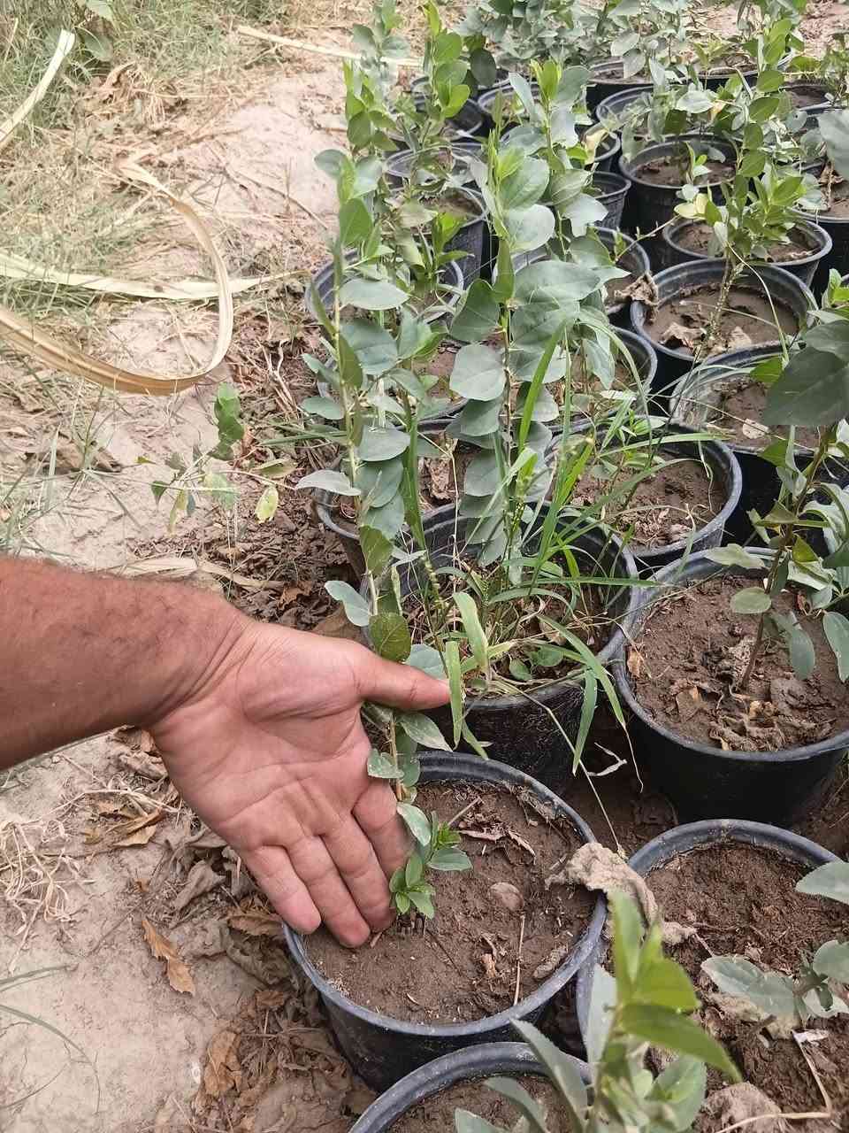 سدر • متاح • للبيع