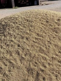 حنطة • بنت الچيس • درجة أولى