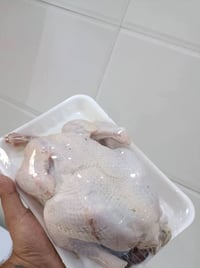 دجاجة • كيلو و٨٠٠ • المصطفى