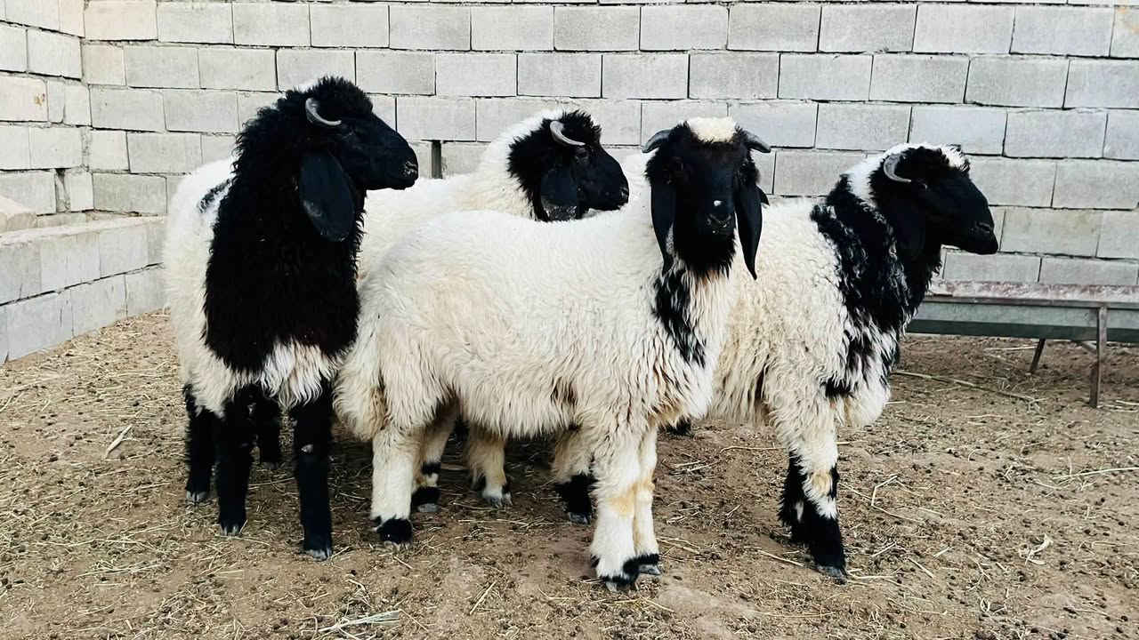 6 طليان سمان
سعر الزوج 775
المكان العلم سمره
*********** 
لا يوجد حجز
لا يوجد توصيل
