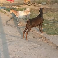 فحل قطري • قزم • للبيع