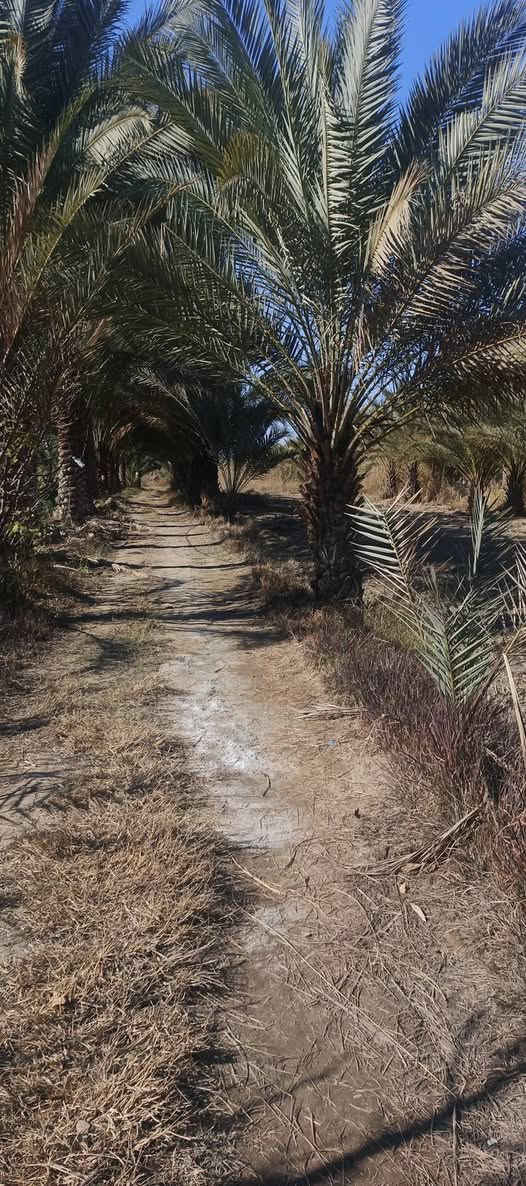 السلام عليكم ارض زراعيه دونم ونص مع ثلاث بيوت بناء سقف سندويش في كربلاء طويريج نزله العيوج تبعد عن شارع لعام ١٠متر  لخدمات متوفره ماه سقي وماه اساله كهرباء ومولد ذهبي للاستفسار اكثر ‏‪***********‬‏
