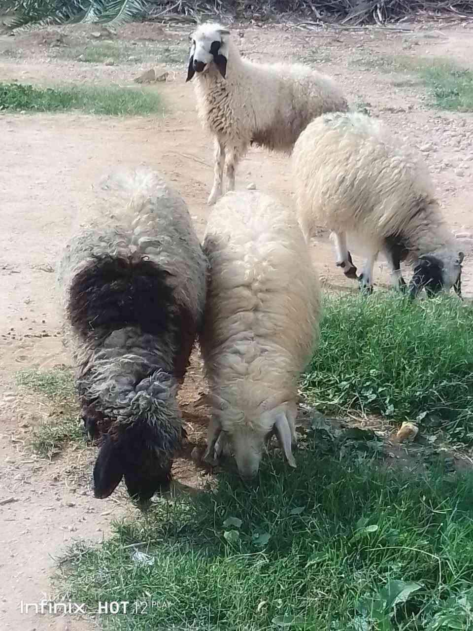القائم الكرابله • ثلاث طليان • انفينكس هوت ١٢