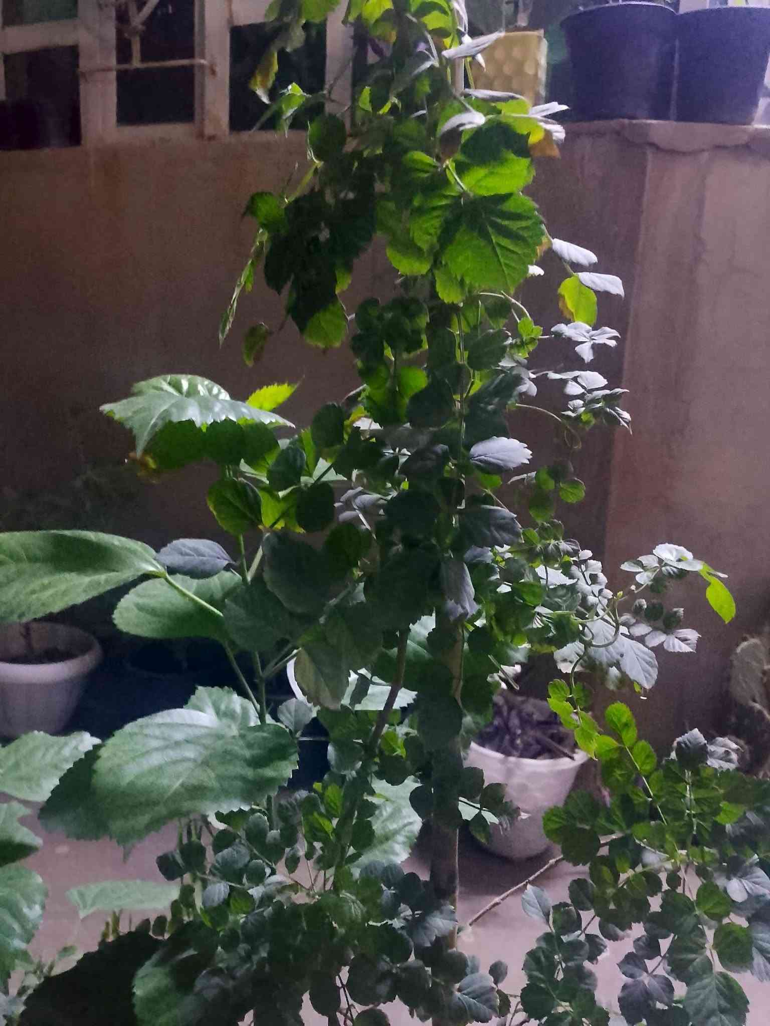 نباتات ظل • سنادين فخار • توصيل القيارة