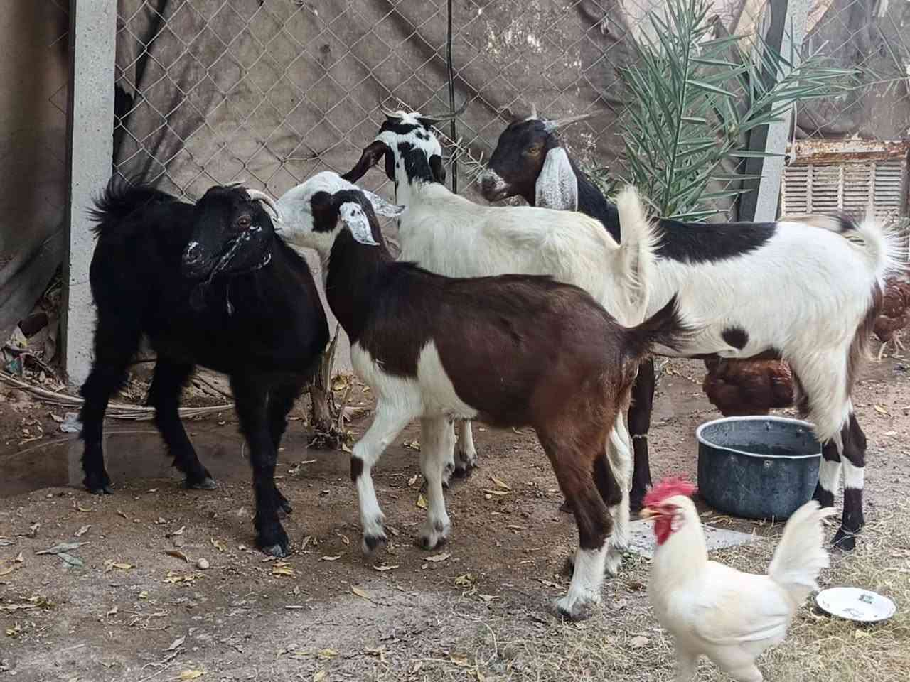 صخول • ماخذات فحل • نجف الاشرف