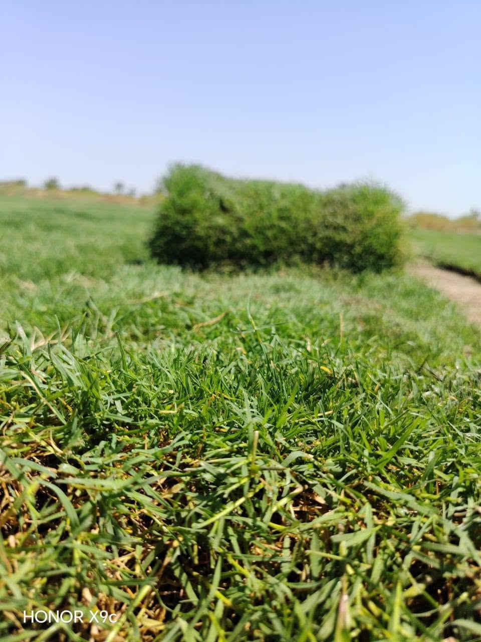 ☘ثيل طبيعي نوعية ممتازة(هندي درجة اولى)🍀  توصيل مجاني
🌳مناسب للاستخدام في ( المنازل🌳_ الحدائق🌳_ الملاعب🌳_ الدوائر🌿_المشاريع الاستثمارية ) 
 
🌱سعر المتر  اخو البلاش للكميات !

(قابل للتفاوض للكميات الكبيرة ) والتوصيل مجاني مجاني!!!!! 
 
متوفر لدينا كافة انواع الثيل الطبيعي💚
فرنسي-ايطالي-امريكي-هندي-اسباني-انكليزي

قدره تجهيز كميات كبيرة للمشاتل والملاعب
#نوعية ممتازة 
#هندي وجميع الانواع الاخرى
وبأسعار تنافسية 
 لدينا كادر متخصص في زراعة الثيل بطريقة صحيحة وناجحة يجيك لباب بيتك

ثيلنا الافضل وتوصيلنا الاسرع 

للطلب يرجى مراسله الصفحه او الاتصال على
***********/***********
