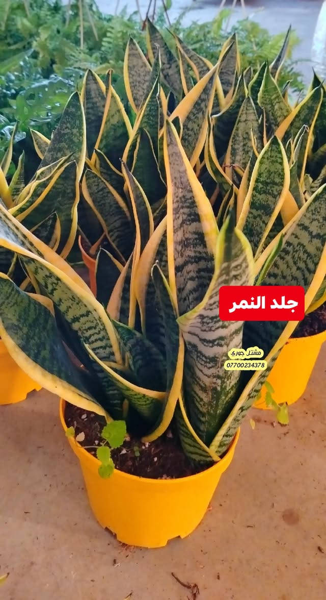 #على_بركة_الله_وتوفيقه 🌳🌳
وصول وجبة جديدة و مختلفة من النباتات الداخلية ظلية 👍🌳♥️

بانسب الاسعار و افضل الانواع 👍🌳❤️

مشتل جوري 🌳🌳

للأستفسار مراسلة الصفحة أو الاتصال على الرقم *********** + واتساب 

زورونا على عنواننا التالي 🍂🌸
صلاح الدين المجمع الدور السكني سوق الرابع
 مقابل مدرسة الريان // شارع قبل مدخل المدير العام 🌳🌳

نص مكتوب في الصور:
- عنكبوت متدلي مشتل جوري ***********
- لبلاب متدلي كثيف مشتل جوري ***********
- جلد النمر مشتل جوري ***********
- دراسينا خيطي مشتل جوري ***********
- فوجيرا كثيف مشتل جوري ***********