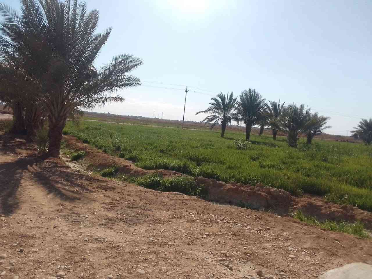 كاع ٣١٠ دونم بالدبوني بيه ٤ بيوت ومضيف وبستان نخل وعقود زراعيه الكاع كله مشتغلين باليزر وبزول درجه اولا الاستفسار الاتصال ***********/ ***********
