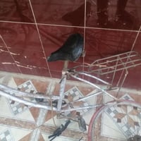 باسكل • عقرب • قابل تفاوض