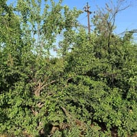 بستان • ١ دونم • الحضيرة الغربيه