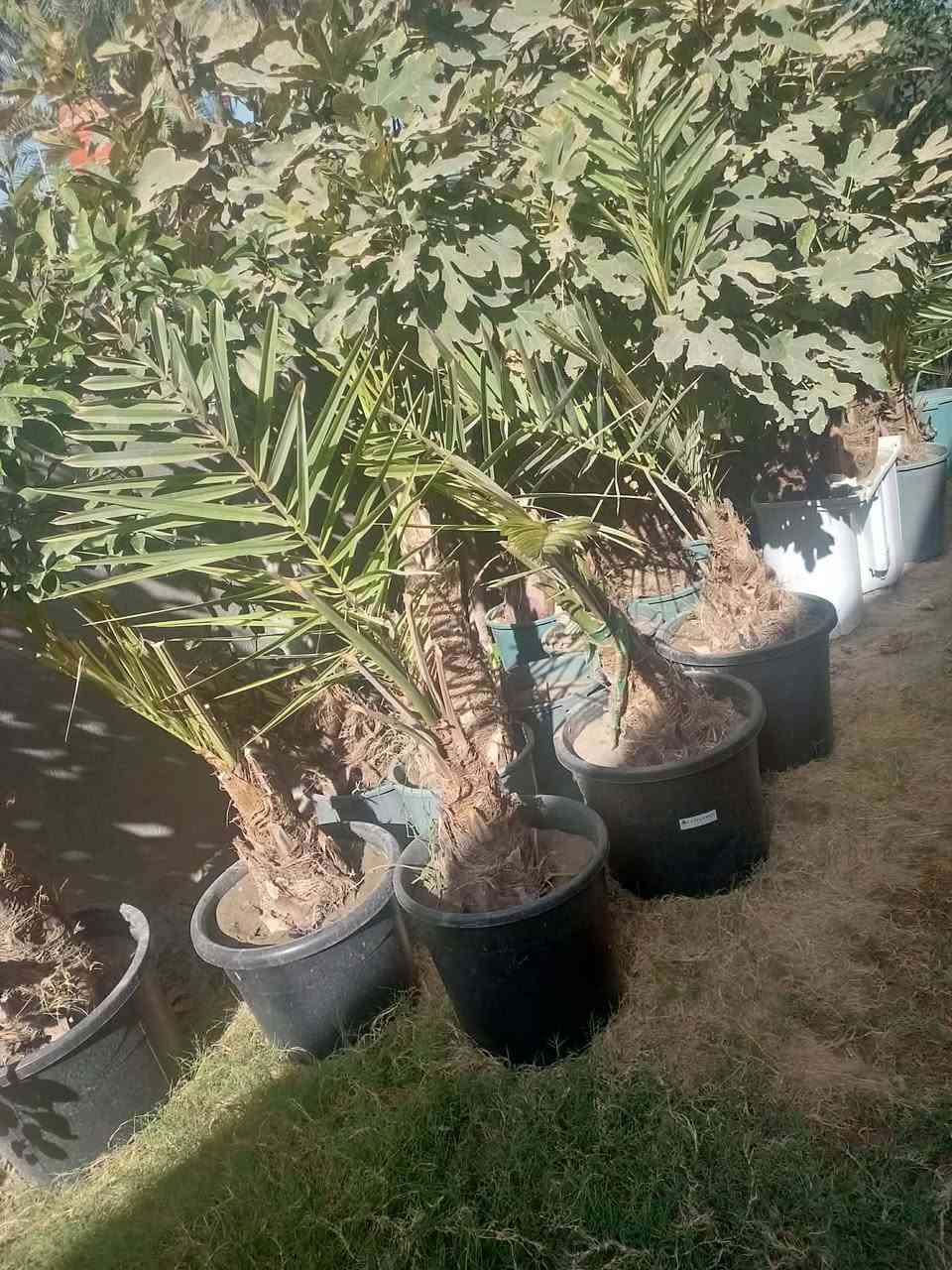 سلام عليكم يوجد لدينا فسال برحي ومكتومي وقرفلي مجهول جبجاب مجهول بريم بلكه او جميع انواع الفسال
***********

سلام عليكم يوجد لدينا فسال برحي ومكتومي وقرفلي مجهول جبجاب مجهول بريم بلكه او جميع انواع الفسال

سلام عليكم يوجد لدينا فسال برحي ومكتومي وقرفلي مجهول جبجاب مجهول بريم بلكه او جميع انواع الفسال
