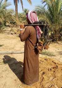 فسائل نخيل • نخيل خضراوي • قلع وزرع