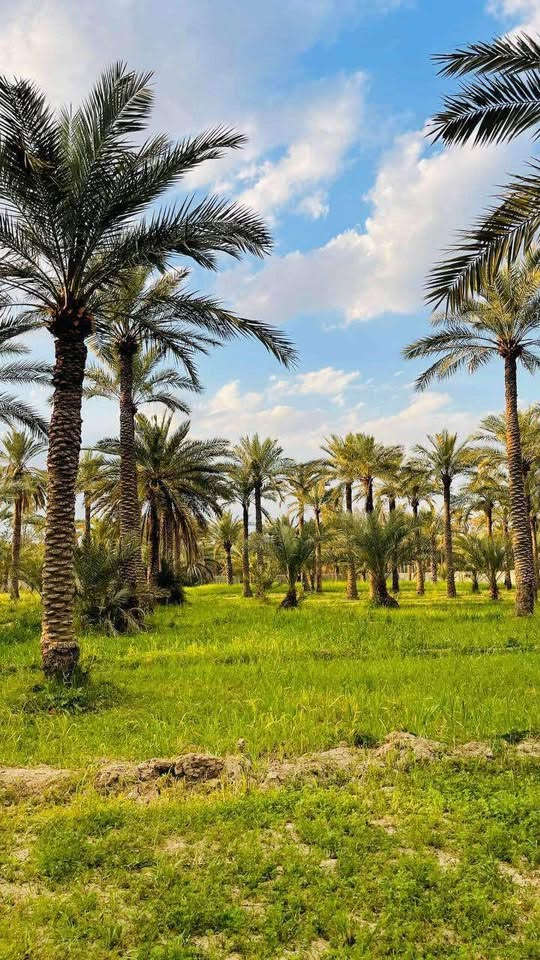 بستان • دونم وربع • سند ٢٥