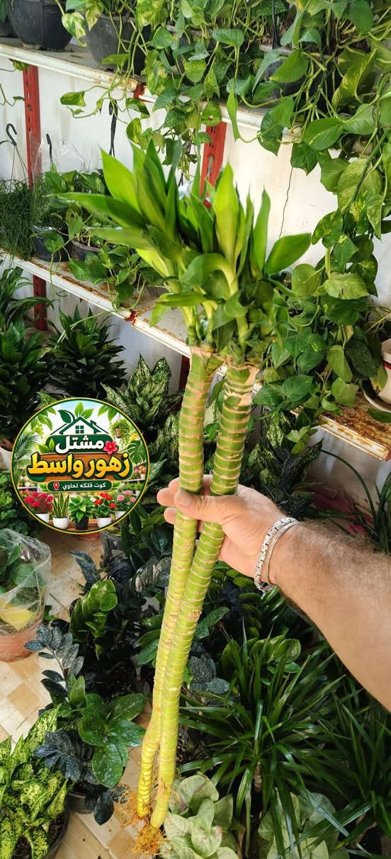 🌿🌸 نباتات ضلّية جميلة ومتنوعة 🌸🌿مشتل زهور واسط 
أجمل لمسة خضراء لبيوتكم ومكاتبكم 🤍🌱
اختاروا نباتاتكم المفضلة وخلو الطبيعة تضيف للمكان جمال وراحة.

🌸 مشتل زهور واسط 🌸

📍 العنوان: الكوت – فلكة الحاوي
#شارع_مستشفى_دمشق_الأهلي

🚚 خدمة التوصيل: متوفرة داخل مدينة الكوت فقط.

نستقبلكم بكل حب لتزيين منازلكم بأجمل أنواع الزهور والنباتات 🌿🌹

🕗 أوقات الدوام:
طيلة أيام الأسبوع
من الساعة 8:00 صباحاً إلى 8:00 ليلاً

📱 للطلب والاستفسار واتساب:
***********

أو مراسلة الصفحة الشخصية بلال الواسطي 🌹😊
