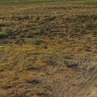دونمين للبيع سند 25 تحويل مباشر بغداد ابو غريب الحمدانيه الاولى قرب من...
