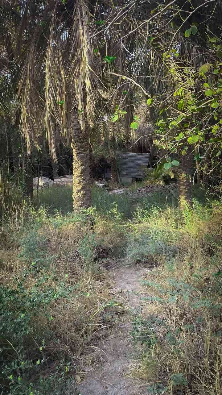 🌴✨ فرصة استثمارية نادرة في أبو الخصيب – حمدان البز ✨🌴

🏡 بستان مميز جداً للبيع
📍 الموقع: حمدان البز – أبو الخصيب، مقابل جامع فاطمة

📐 المساحة: دونم كامل
📏 الواجهة: 40 متر
📜💎 طابو ملك صرف 💎📜

🌴 يحتوي البستان على أكثر من 70 نخلة، منها 5 نخلات برحي، بالإضافة إلى مشتملات عدد 2.

🌿 موقع هادئ ومرتب جداً
🛣️ شارع هادئ
🚫🏘️ لا يوجد جيران مقابلين

🏖️ البستان مناسب جداً ليكون شاليه خاص راقٍ بعد الترتيب والتأهيل، كما يُعتبر فرصة استثمارية مميزة لمن يبحث عن عقار بمواصفات نادرة.

💎 دونم كامل + واجهة 40 متر + أكثر من 70 نخلة + مشتملات عدد 2 + موقع هادئ + خصوصية + طابو ملك صرف.

🔥 بستان بهذه المواصفات وبطابو ملك صرف يُعد فرصة مميزة ونادرة.

📞 للاستفسار والمعاينة:
***********
