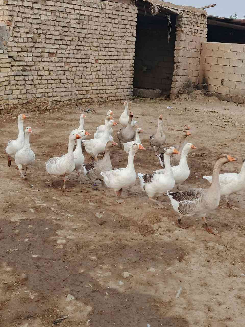بطوط • زوج • طريق المجر
