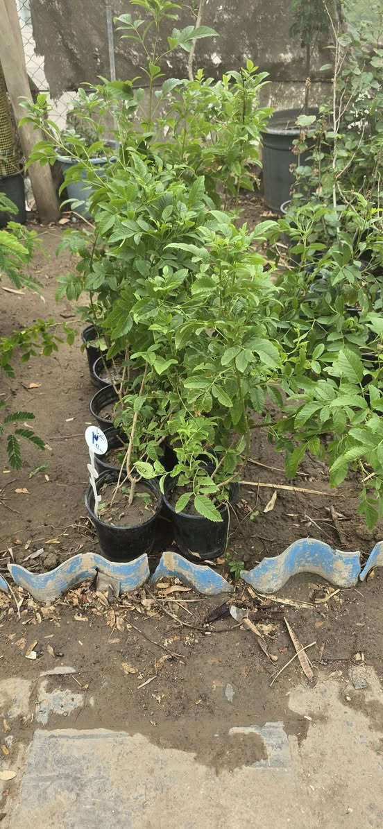 نخيل نسيجي • مشتل درر • الناصرية