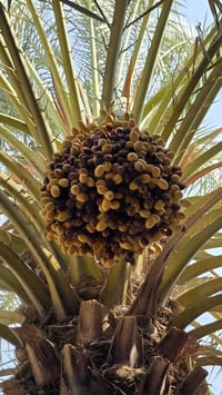 نخل برحي • ١٢ عثك • ١١ عثك