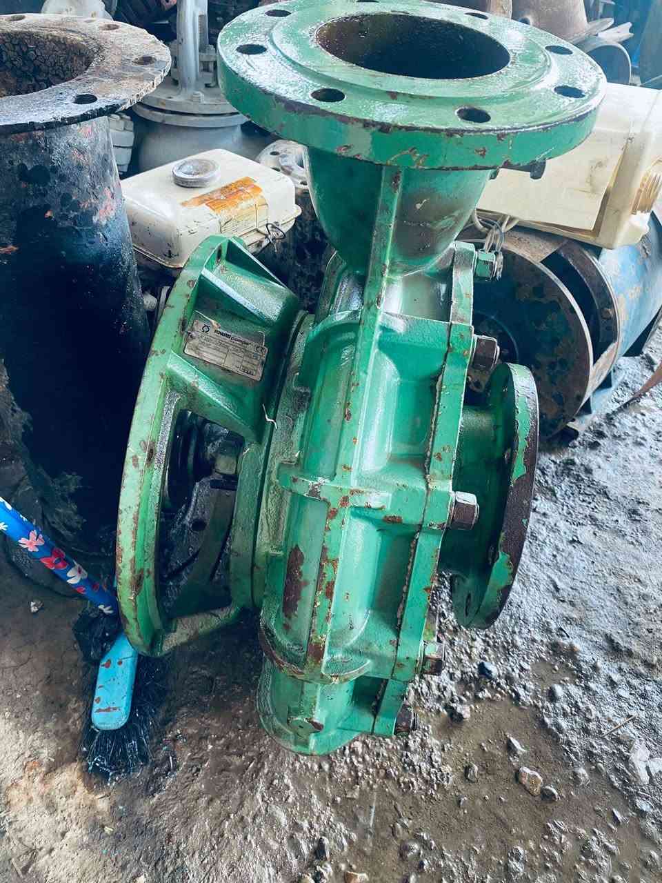 خنزيرة فايق ١٠ ب١٢ خنزيرة هندي ١٠ب١٠ وخنزيرة يابانيا ١٠ب١٠وخنزيرة قمبورية ١٠ ب١٢ ***********

