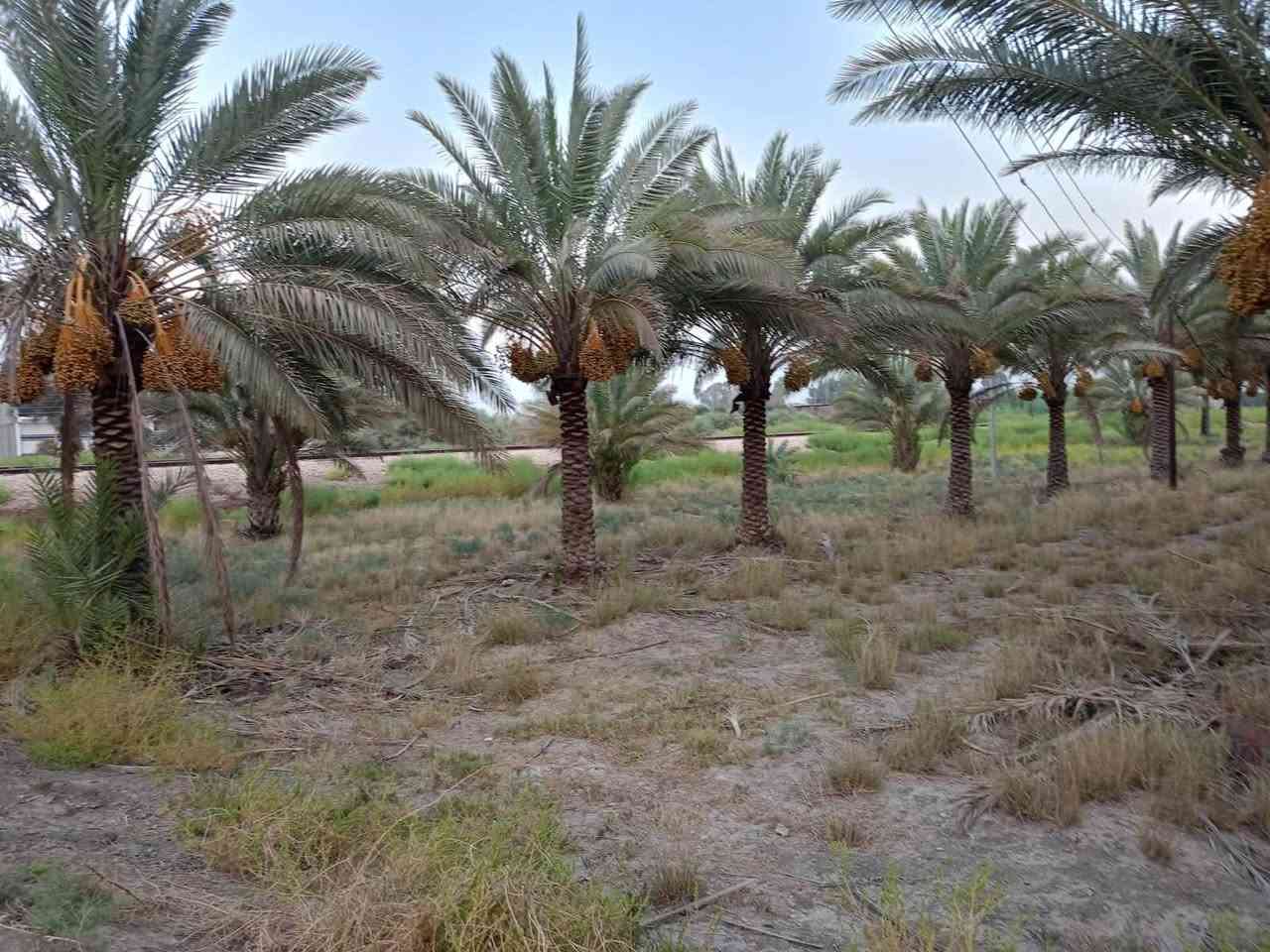 دونم للبيع موقع مميز جدا على الشارع العام المحاويل بين بيت أبو الطياره والبانزيخانه

مواصفات الأرض طابو زراعي سند 25 بستان واجهة 25 متر ونزال 100 تحويل مباشرة من المالك في طابو المحاويل ًً،،،متوفر كل الخدمات ماء أسأله ونهر سقي وكهرباء وتبليط ومسيجه ومزروعة عدة أصناف من النخيل 

الأرض تصلح للاستثمار السكني والتجاري لموقعها المميز على الشارع العام حله بغداد 

قريبة جدا على المدارس والأسواق والمستشفيات ودقائق ايضاً عن الكراج الموحد وقريبة من طريق مطار كربلاء المقدسة الجديد 

الاستفسار والمعاينة والسعر يمكنك التواصل عبر الرابط الخاص 

***********

ومكتب البوظيف بإدارة الشيخ حسين علي الصالح 

https://api.whatsapp.com/send/?phone=201040175849&text&type=phone_number&app_absent=0&wame_ctl=1

