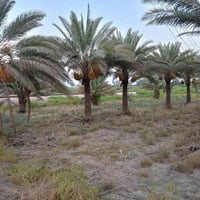 المحاويل • دونم • طابو زراعي