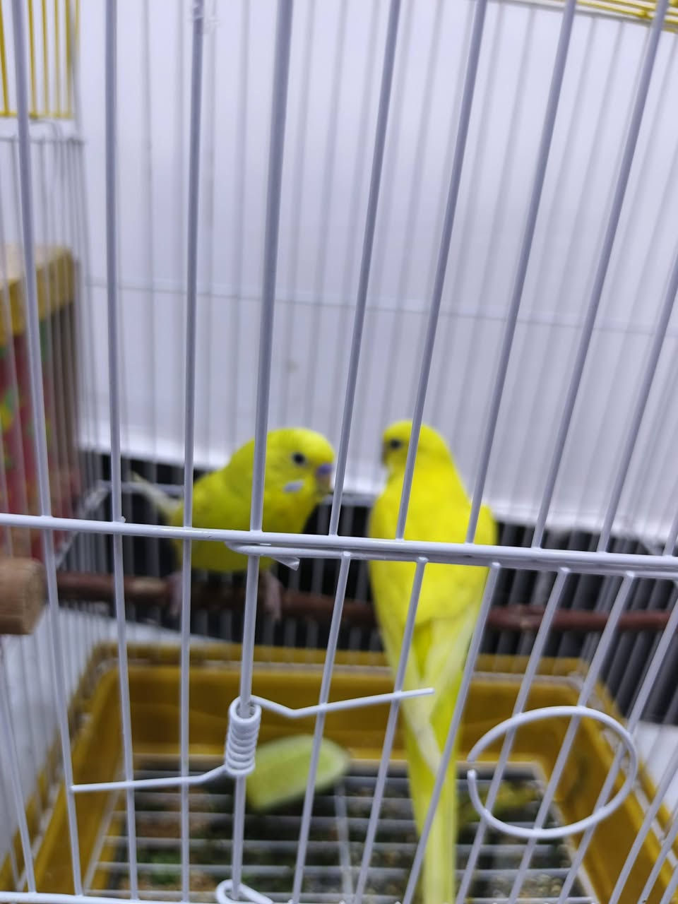 غندوره وحشيه وحده الخضره بس وياه زوج مال طيور حب للبيع مكاني بصره طوبه ونخيله *********** ب, 30
