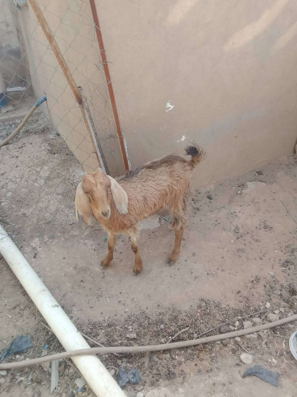 صخلة حانية عشرة للبيع نضيفة مالت بيت ***********
