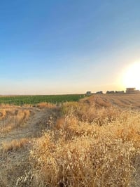 القوسيات بعد الأقواص • دونم • سند نموذج ٢٥