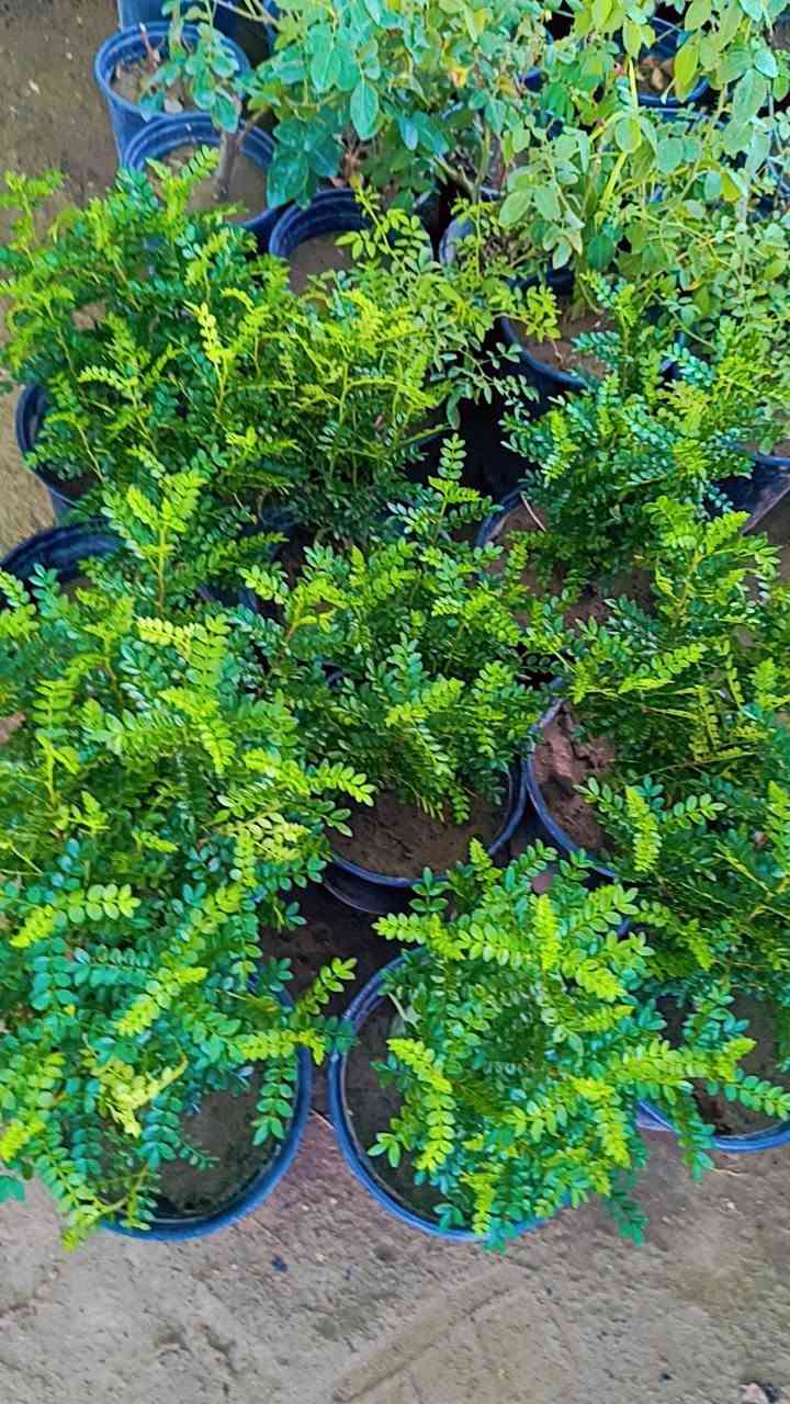 مشتل سيد حسين • قرب جسر الصويره • جوري عراقي عطري