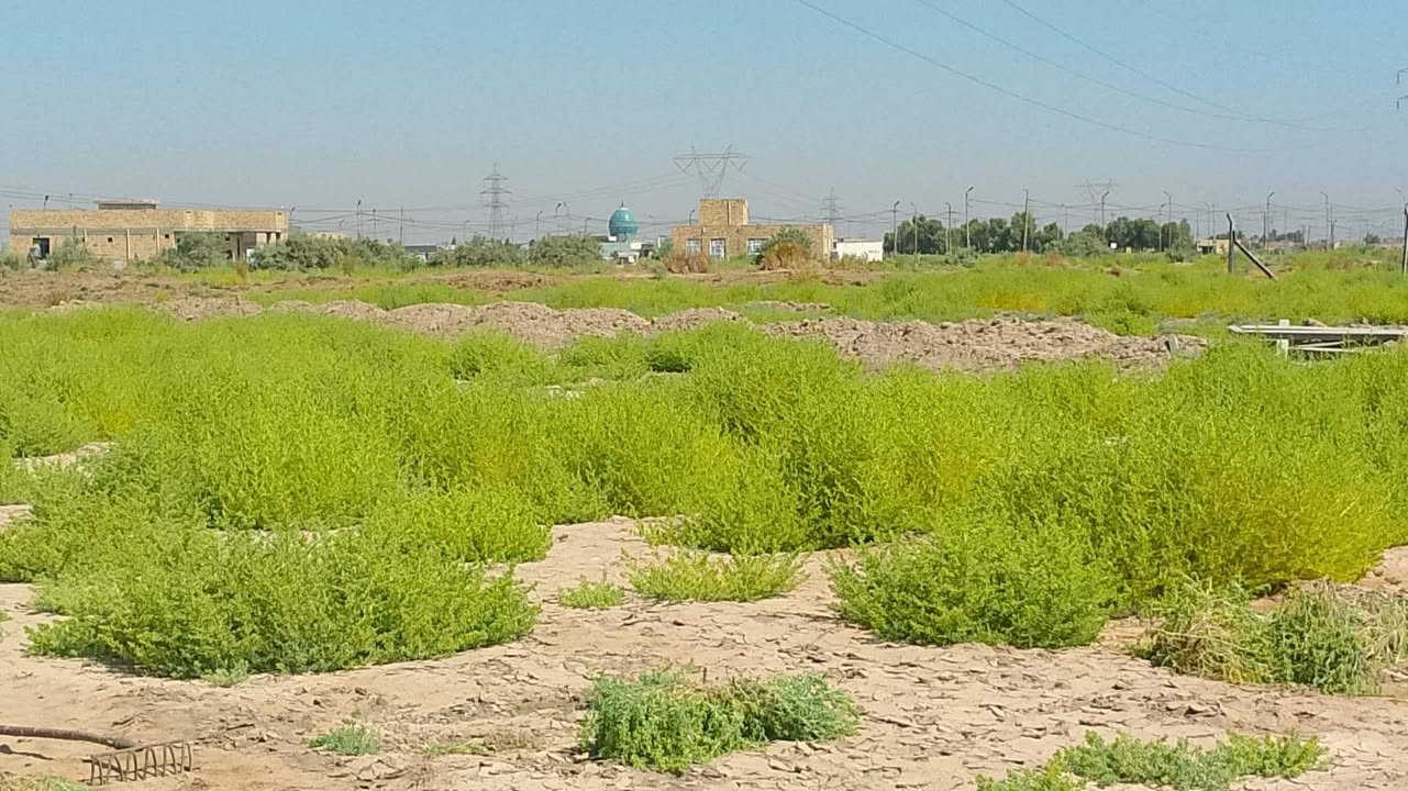 طابو زراعي • سند 25 • ٢١٠٠م