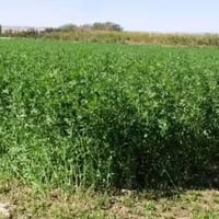 بذور برسيم • برسيم عراقي • الطارمية شارع الكهرباء