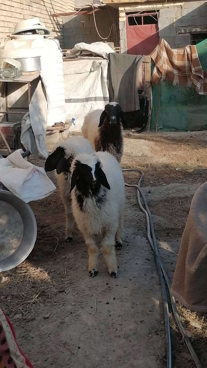 متاح نعجه ثاني بطن توامه وراها فحل ونثيه سعرها مليون 100مكاني بابل المسيب ***********
