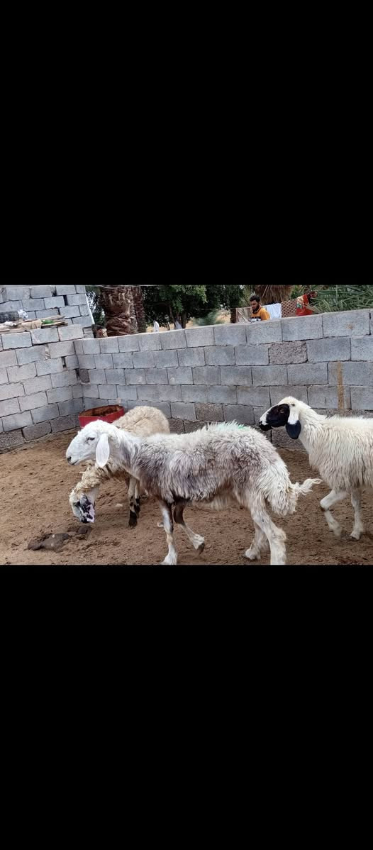 بسم الله ما شاء الله متى حلال للبيع العدد 3 حلال درجه اولى امهات ثاني بطن واللي يدوراصايل مكان بغداد المشاهده قرب التاجي توصيل ما عندي السعر خاص خابر وتدلل (‪***********
