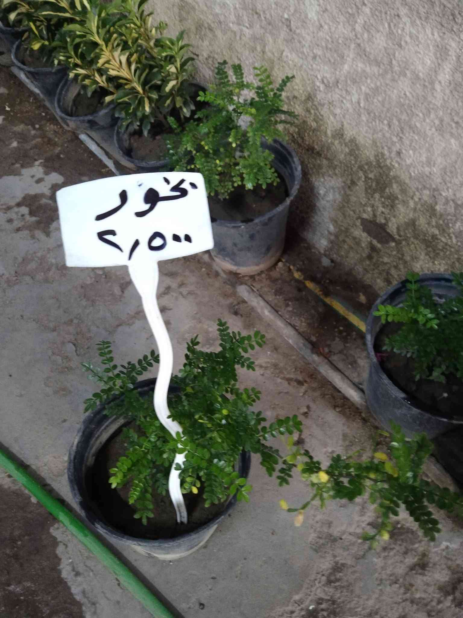سلام عليكم ..
عرض ( 10)  مقاومة 

نباااااتات  خارجية 

 فقط ب ٢٥ ألف مع التوصيل 

فقط بغداد  الكرخ ....

/*****

ماتعجبك أي نبتة ترجع الطلبية فورا  وصورها ونزل منشور سلبي ،،*****

جهنمية  قومي كثيفة .../..مرجان متسلق  ارتفاع ١٢٠ سم ../.ورد الجمال  ارتفاع متر ../.. ياس عراقي مكوش  .../

سفينة نوح كثيفة/ ...بخور /...كاريزما.../دممعة طفل .../ أمزون /...انتران  .

مع توفر نباتات  خارجية كثيفة 
الاسعار مثبتة  .

موقعنا ..

بغداد حي العدل ...شارع الأسواق المركزية ..مقابل مدرسة الأرض السعيدة .. قيصيرية عباس 

للحجز والإستفسار  ...على المسنجر. أو الواتسآب 

(***********) .
