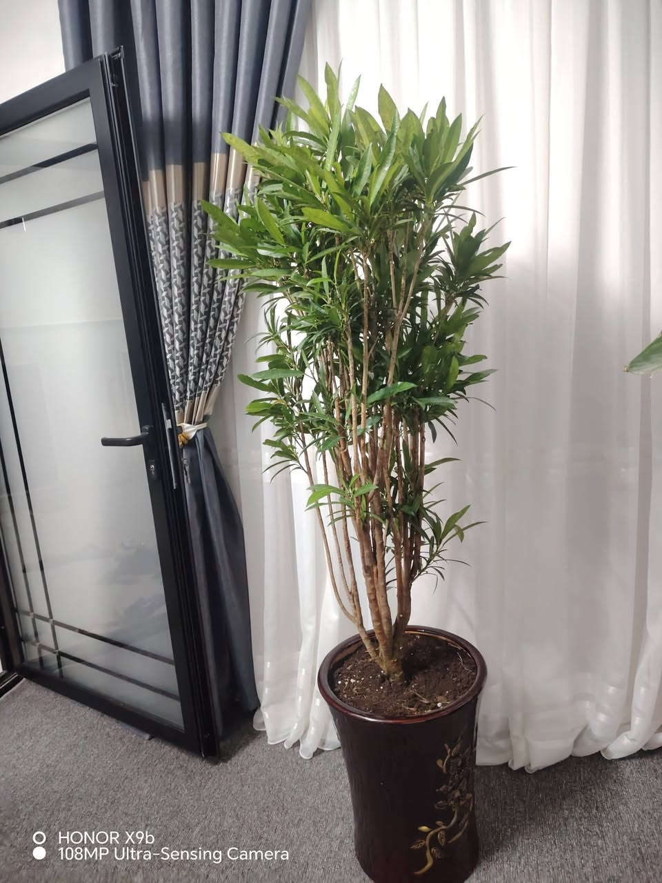 نباتات للبيت • ٣ شجرات • طبيعي