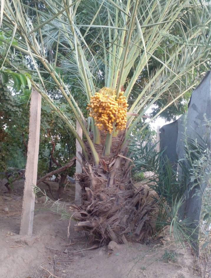 مرجوحه • مبطنة • قرية المسحك